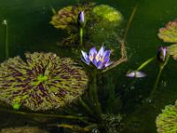 Seerose blau und Knospen